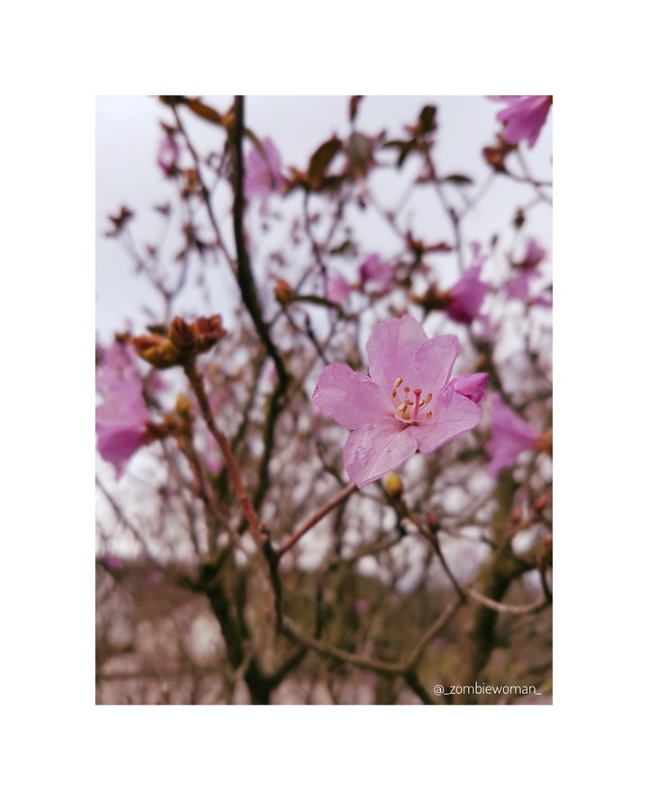 spring 2018.