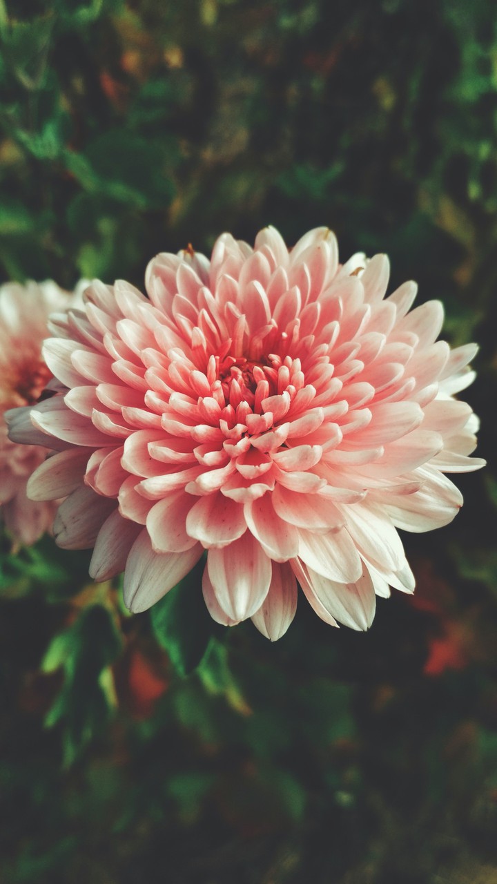autumn flowers pt.3