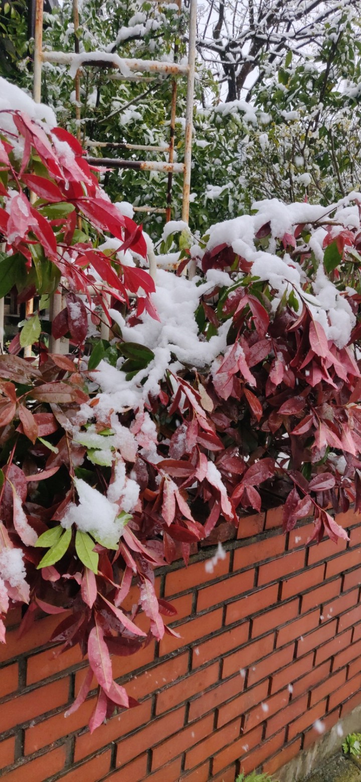 red leaves in snow