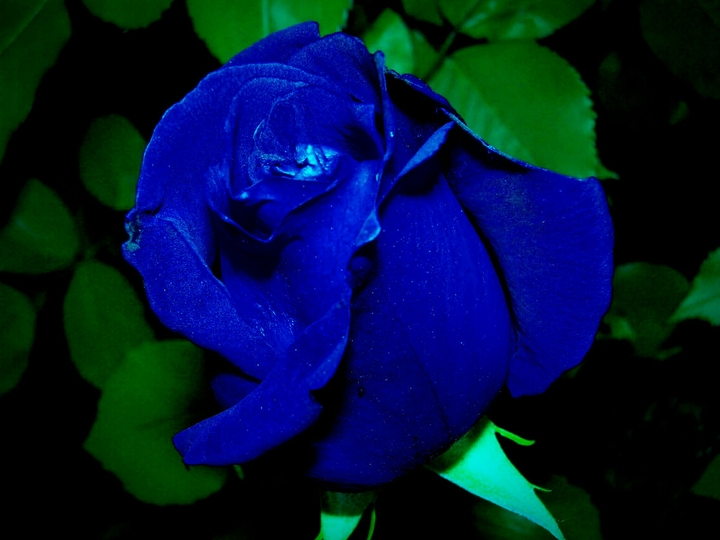 Flor162