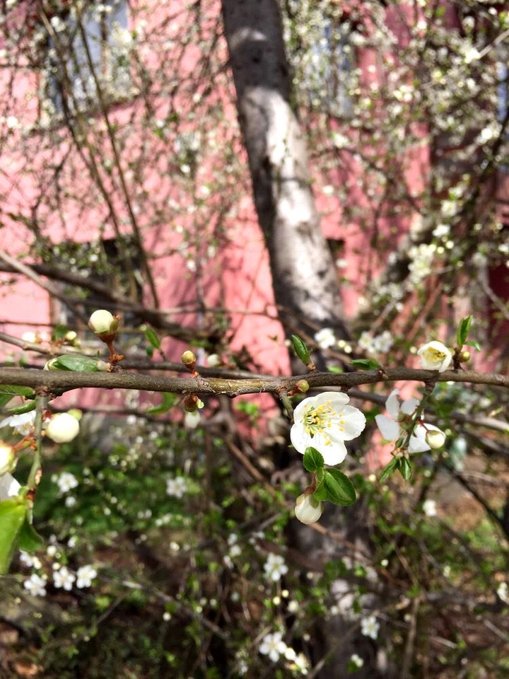 sakura