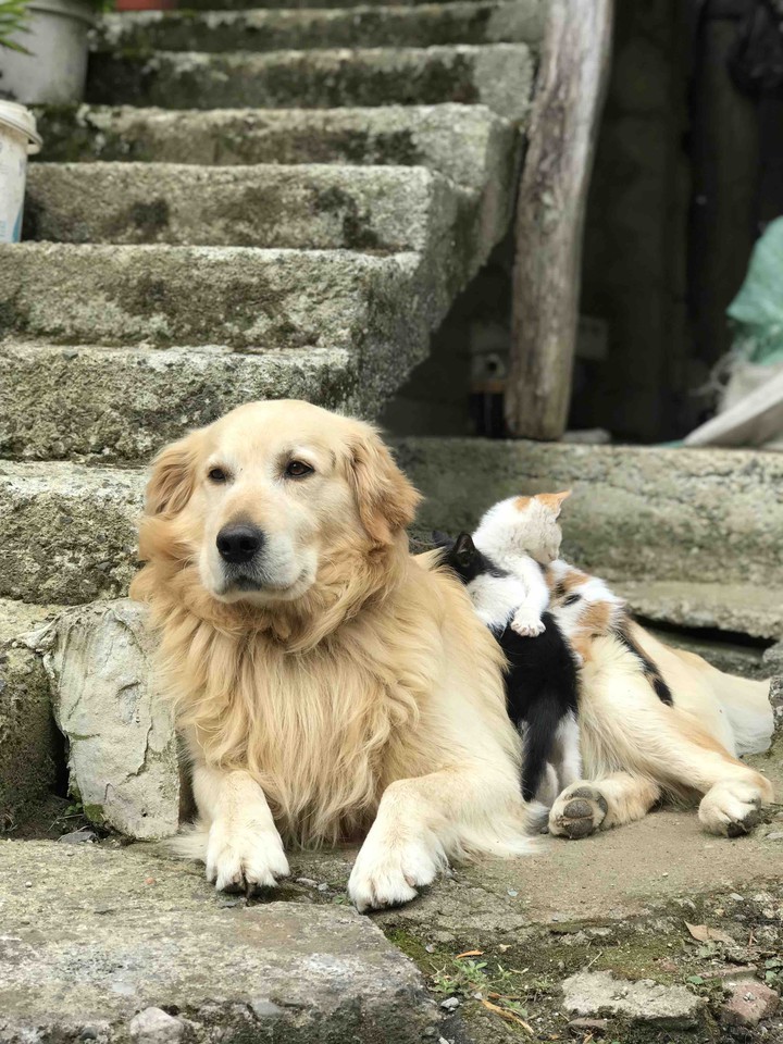 GoldenRetriever & Cats love
