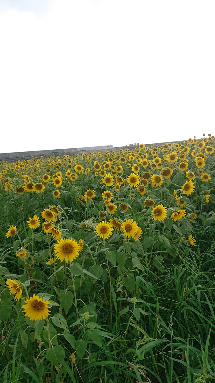 sunflower