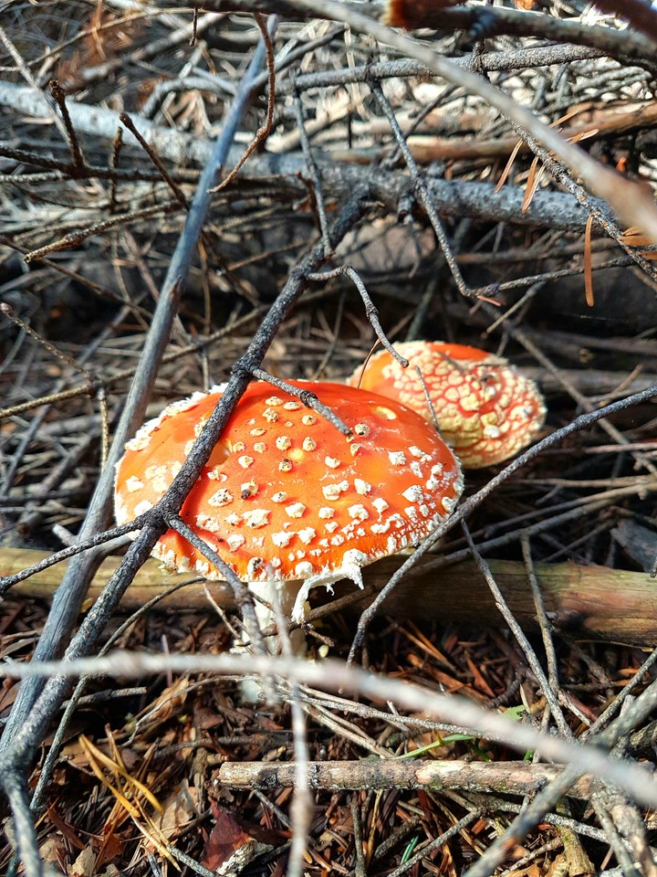 mushrooms