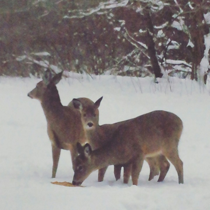 deers