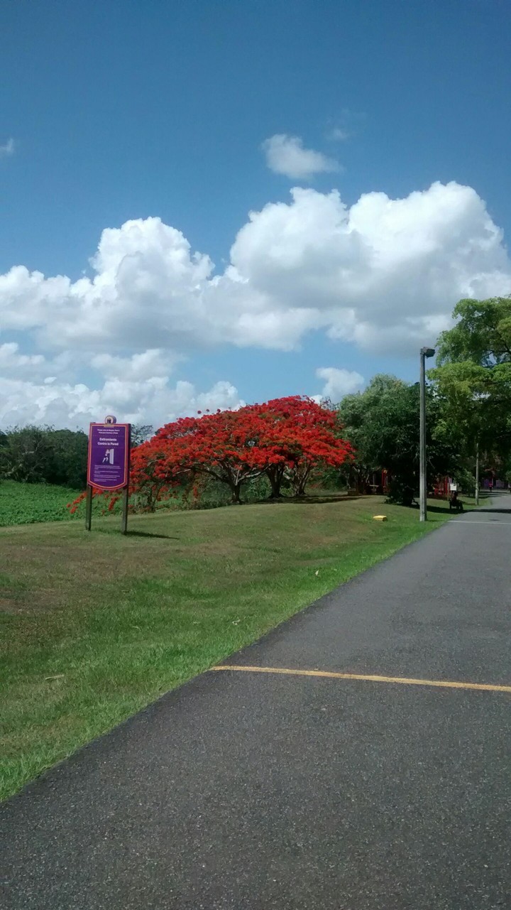 tree