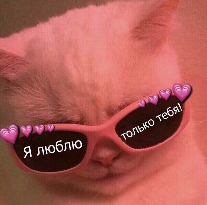 котёнок