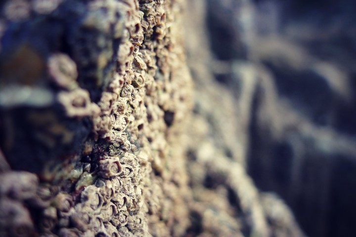 barnacles at the beach