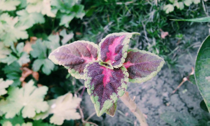 Colorful flower