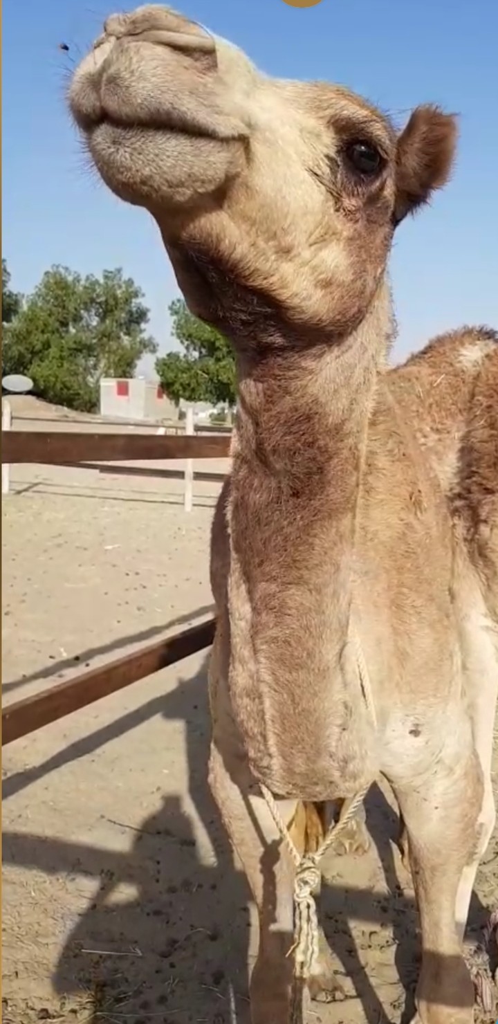 ٧