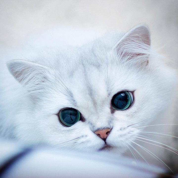 кот
