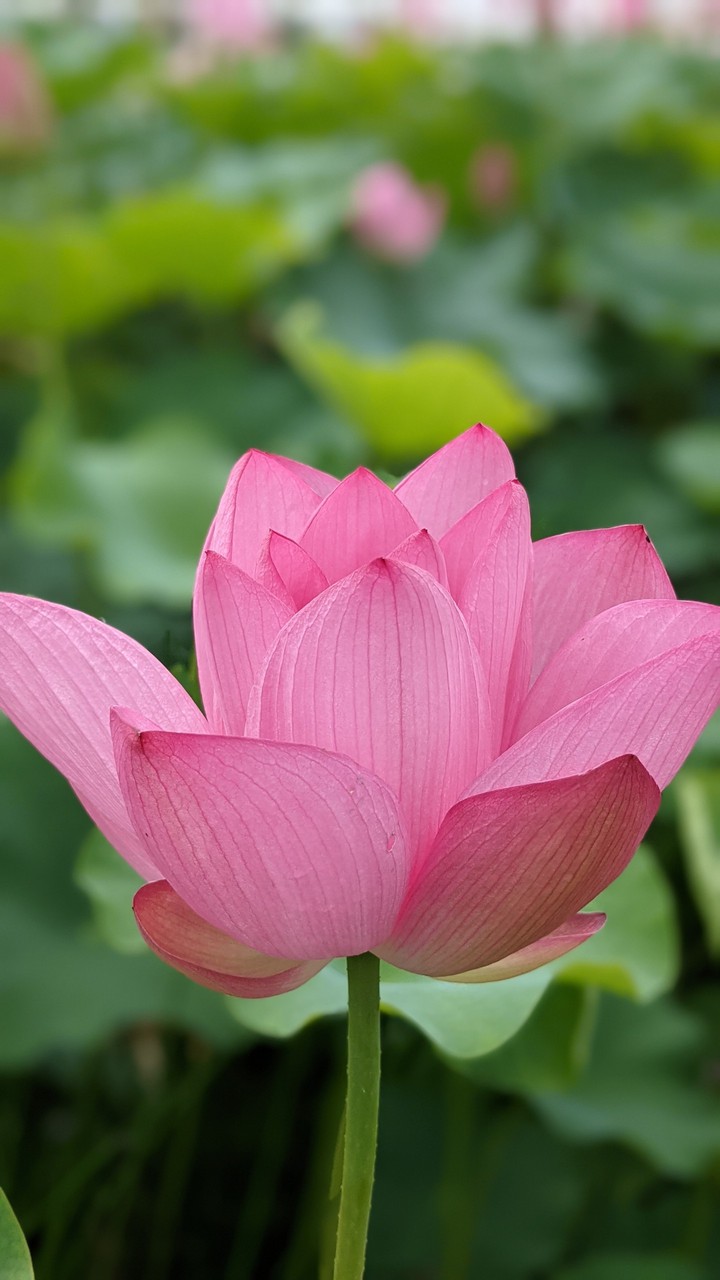 Lotus