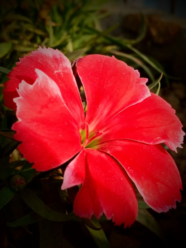 red flower