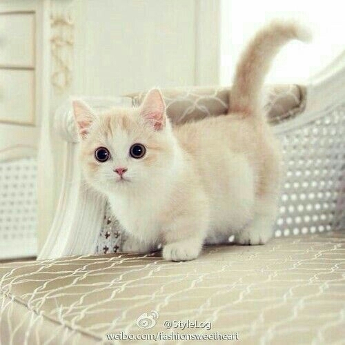 Kitty