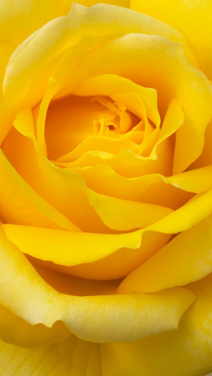 Yellow Rose