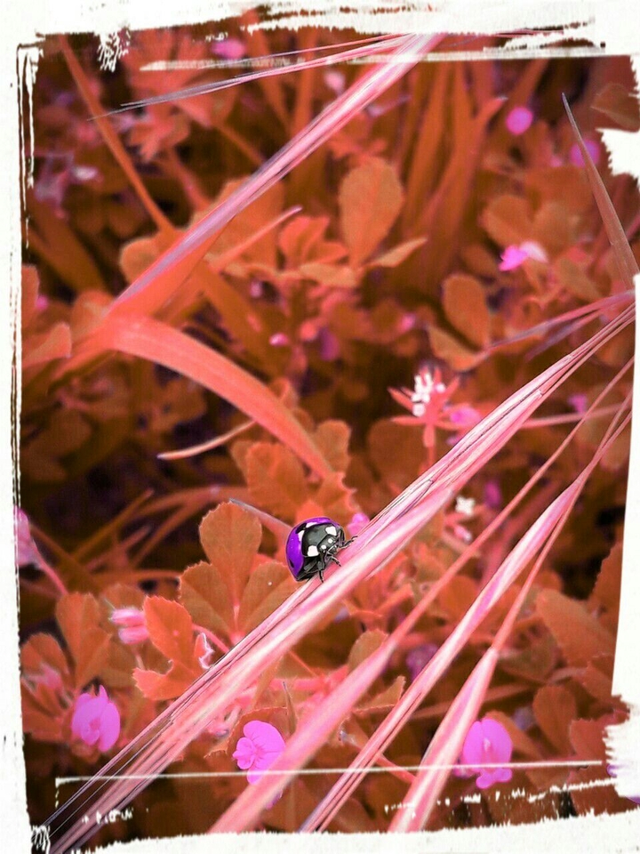 ladybug