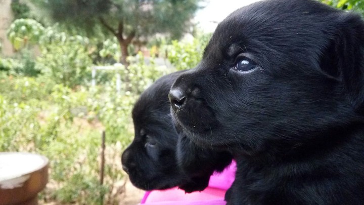 lab new born