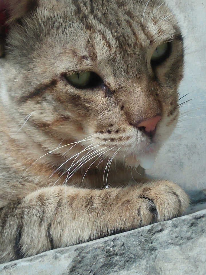 cat