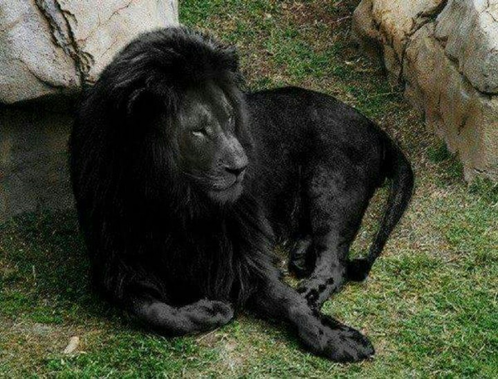lion