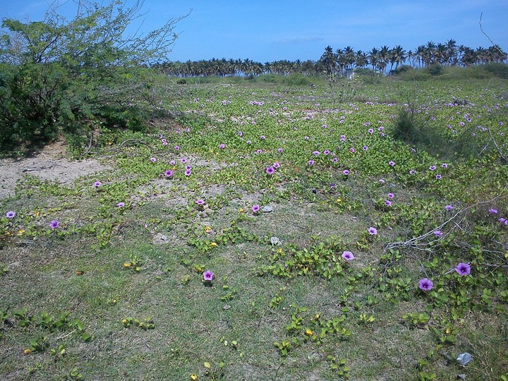 green_field