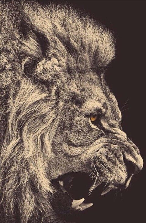 lion pic
