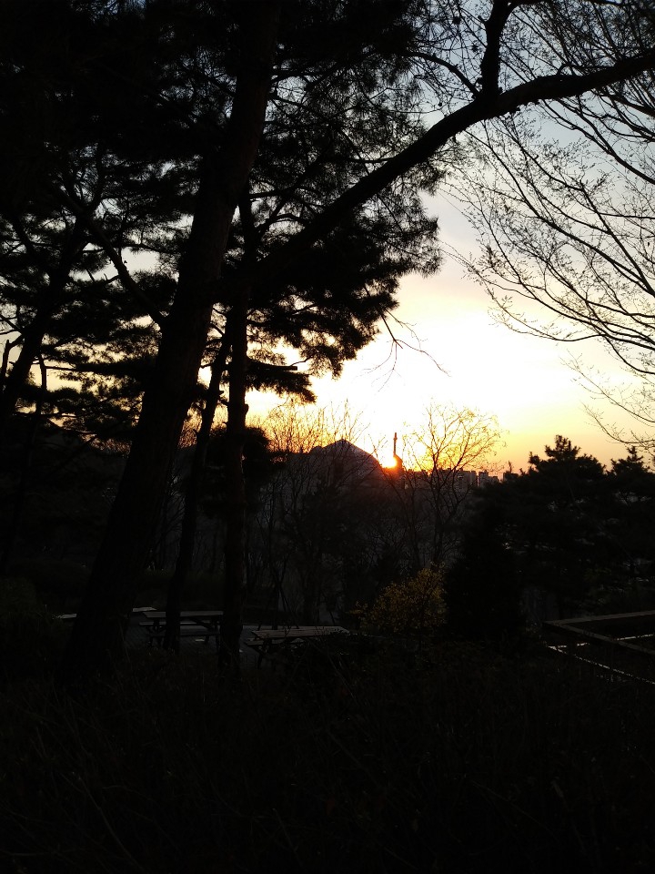 sunshine and tree