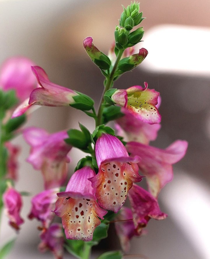 flowers...