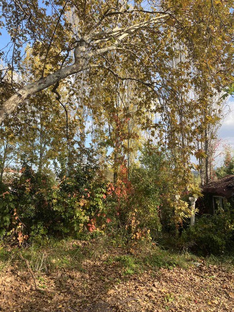 wood