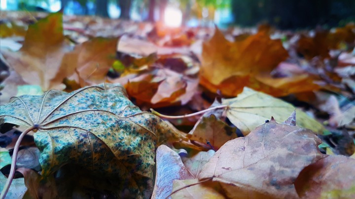 Laub Weg im Herbst