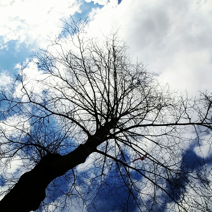 single tree