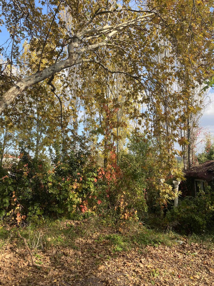 wood