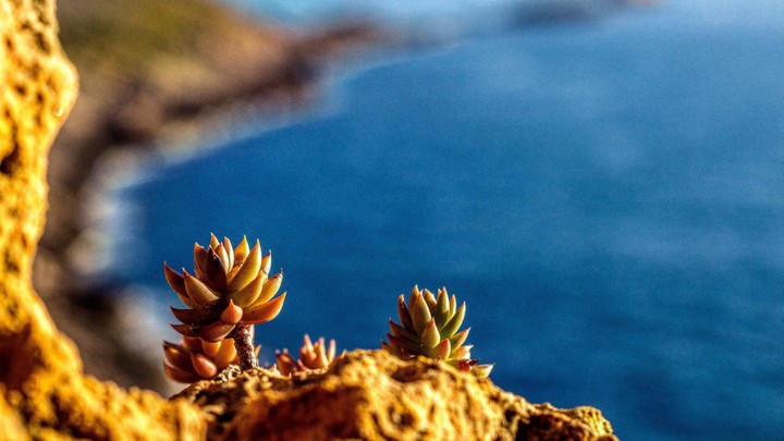 Twin cactus