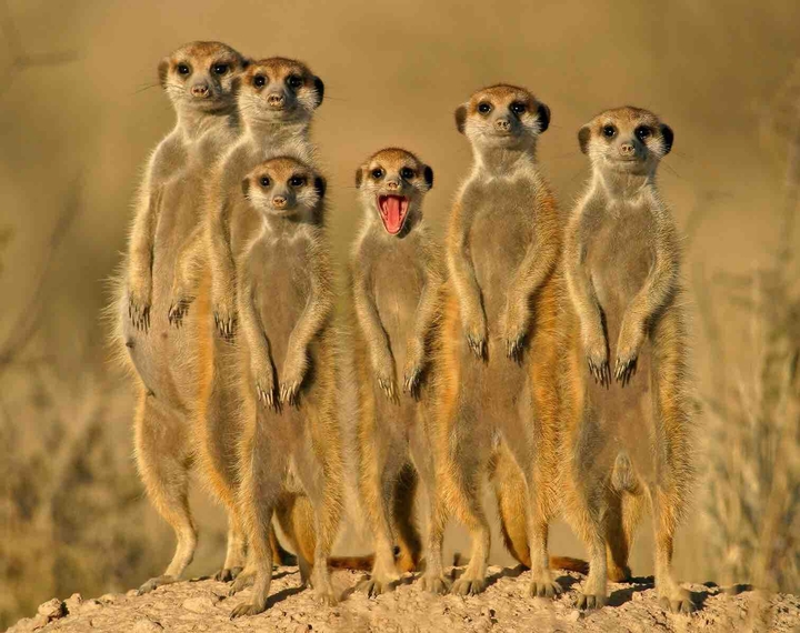 Afrika