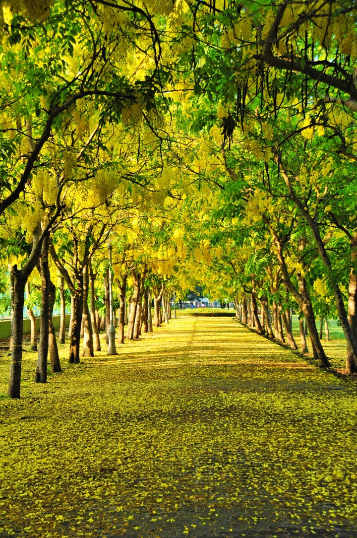 Golden shower tree