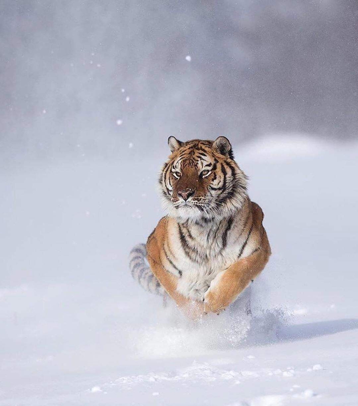 tiger