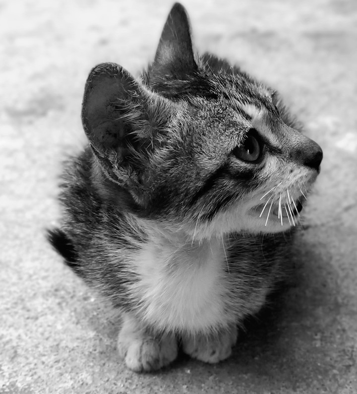Black and White