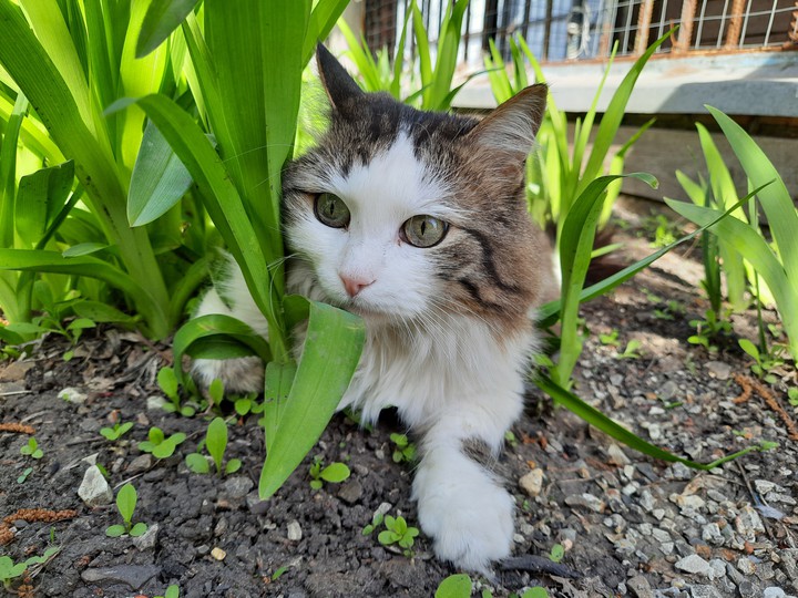 Cat