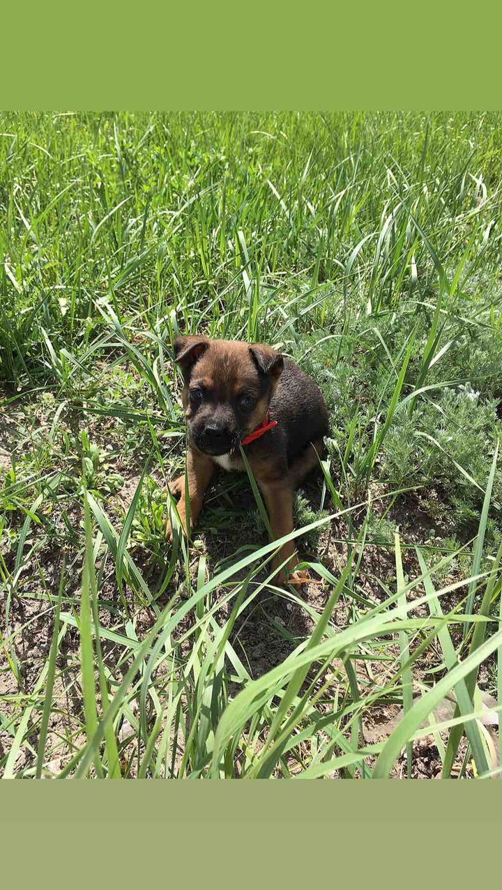 #dog❤️