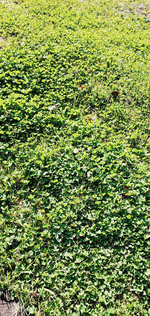 tapety vegetation, moss