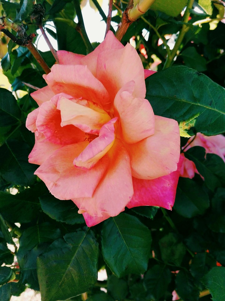 Pink Rose