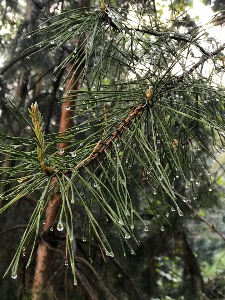 rain