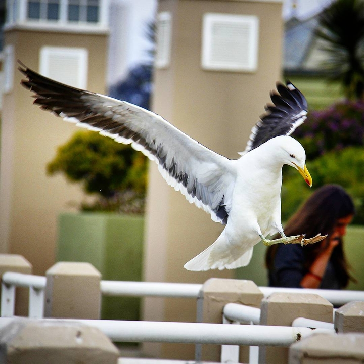 Gaviota