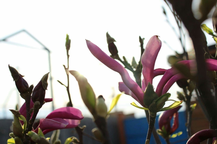 light through flowers