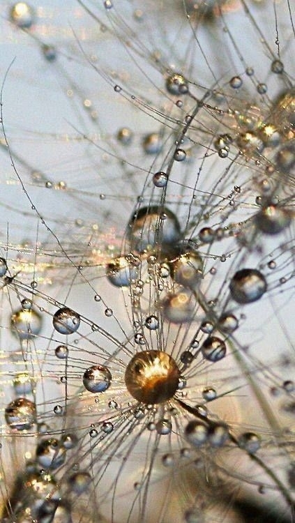 Dew drops