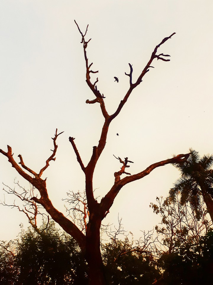 tree ?
