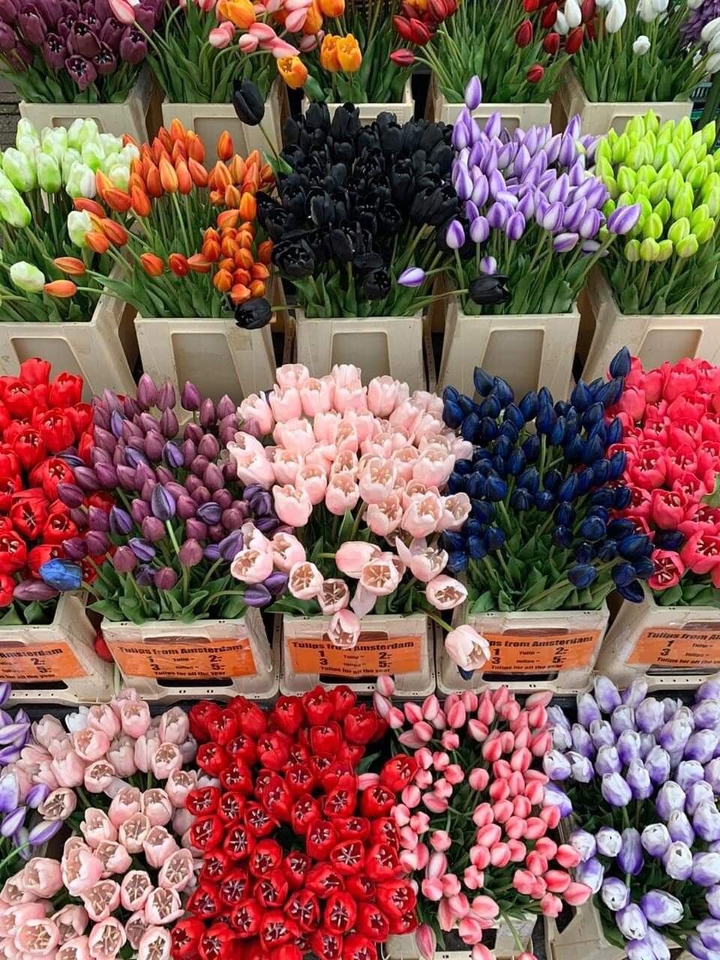 tulip