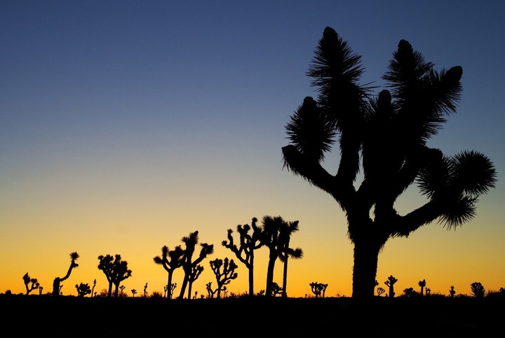 Desert tree