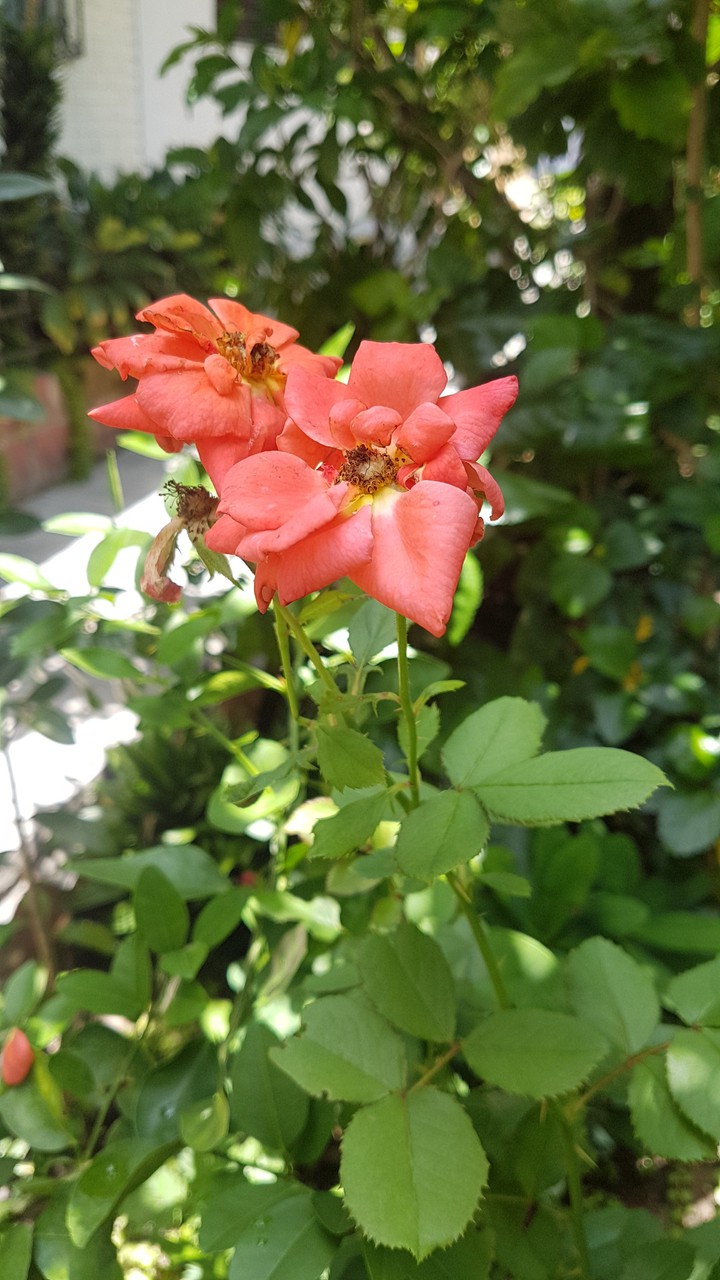 rosas