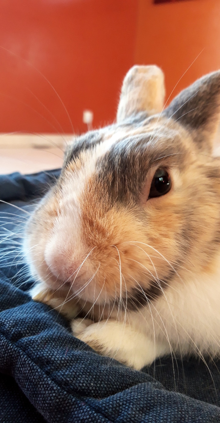 My little rabbit