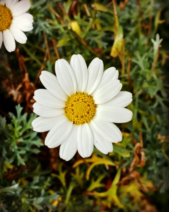 Flower